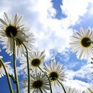 Meet your Posher, Daisy 🌼